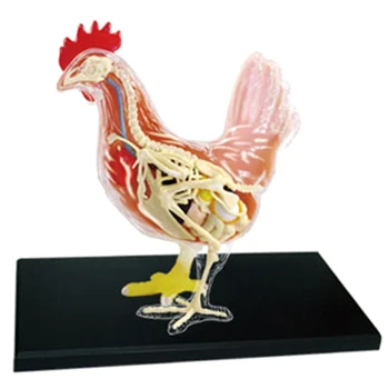 Червено и бяло пиле 4D магистър пъзел сглобяване играчка животински биология орган анатомично преподаване модел анатомия